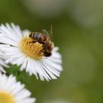 蜜蜂蜇人后死去是基于进化的最佳选择吗？