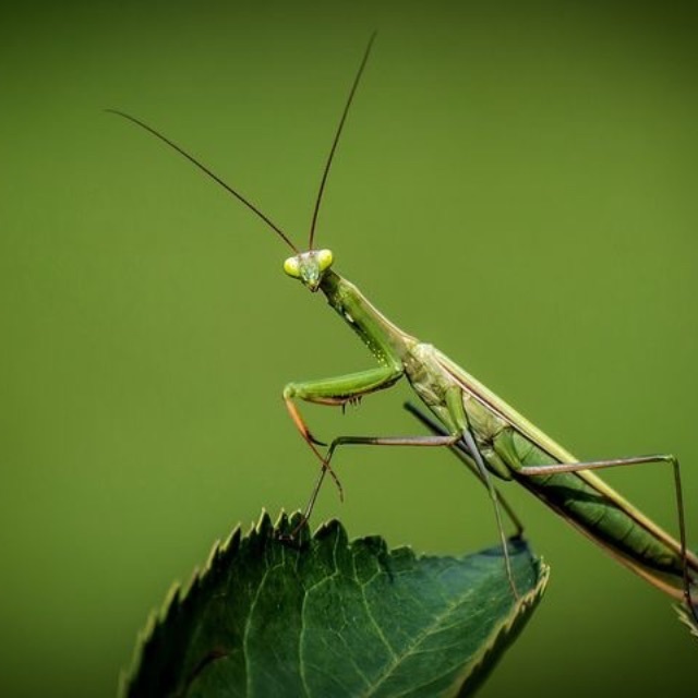 同样体型的螳螂可以吊打所有地球已知动物吗?