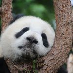 为什么有大熊猫，没有大熊狗？