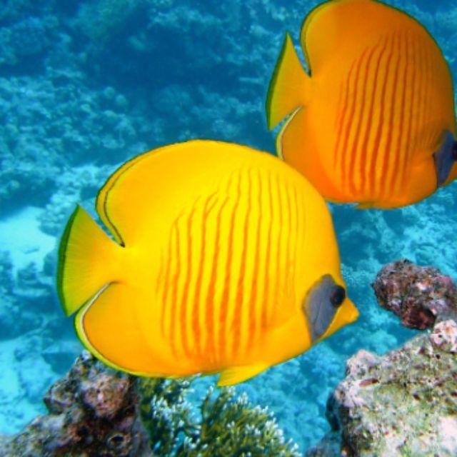 鱼在水里要吸氧气，可是为什么到了岸上氧气更多反而会死呢?