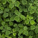 山药豆和山药是什么关系啊？