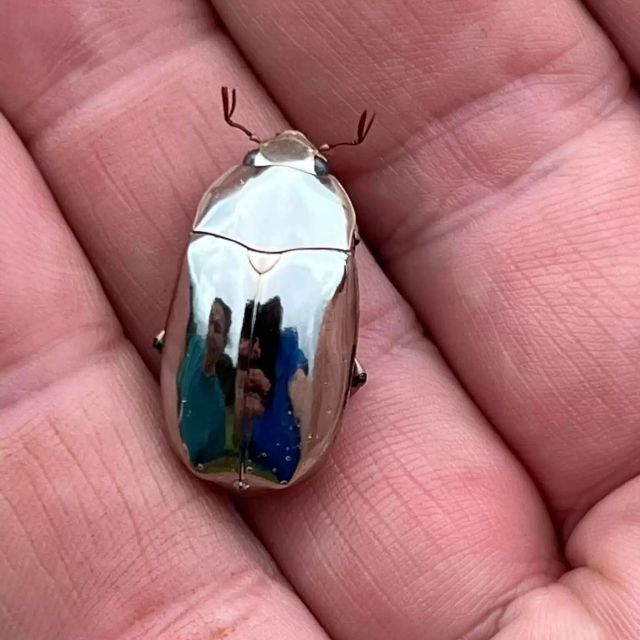 这个世界上有什么动物长得像 P 出来的?