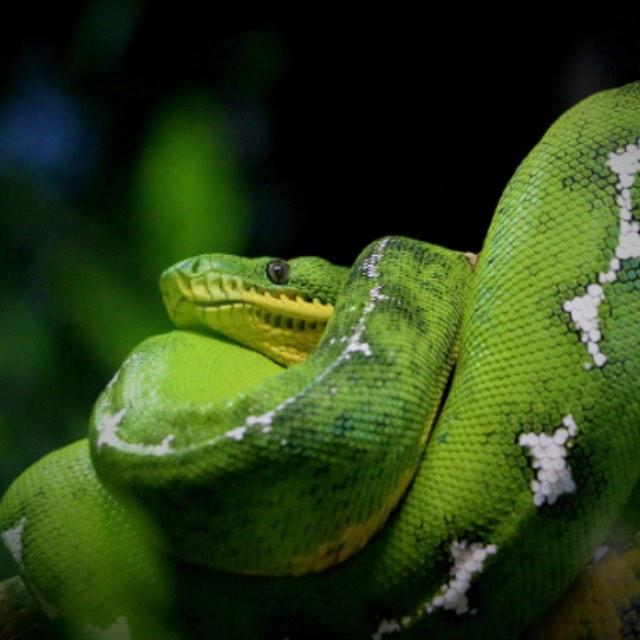 蟒蛇没有咀嚼能力，它不会消化不良吗？