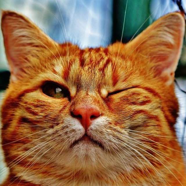 人为什么会眨眼？动物是否也会？眨眼对生物的作用是什么？不眨眼会怎样？