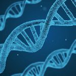 为什么其他生物就不能进化成「人」呢？