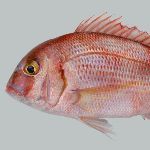 为什么日本海鱼可以做顶级刺身，而中国的海鱼却大多做熟？