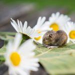 田鼠在洞里存粮一存就是几个月，粮食为什么不会发芽？