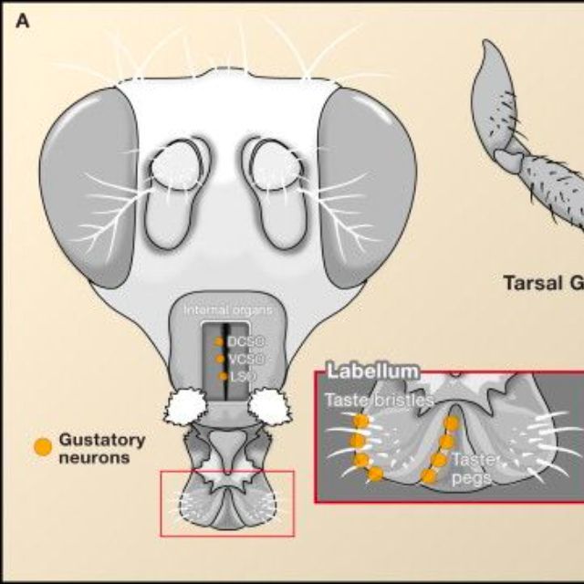 为什么苍蝇停下来总会搓手?它们在做什么?