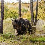 需要怎样的条件才能自然进化出头部多于一个的脊椎动物？