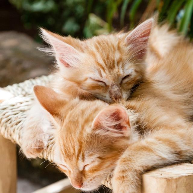 人类在猫的眼里是什么样子的？