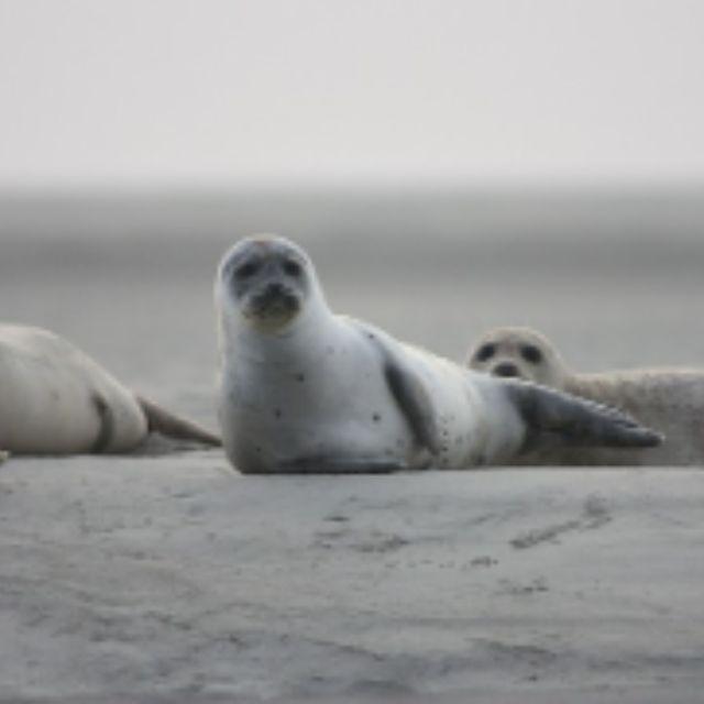 人类为什么没有进化出海洋和天空种族？