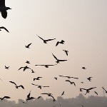 飞去南方过冬的鸟中途迷路了咋办？