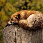 动物会感到疼痛吗？