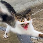 你是如何理解宠物「通人性」这一形容的？