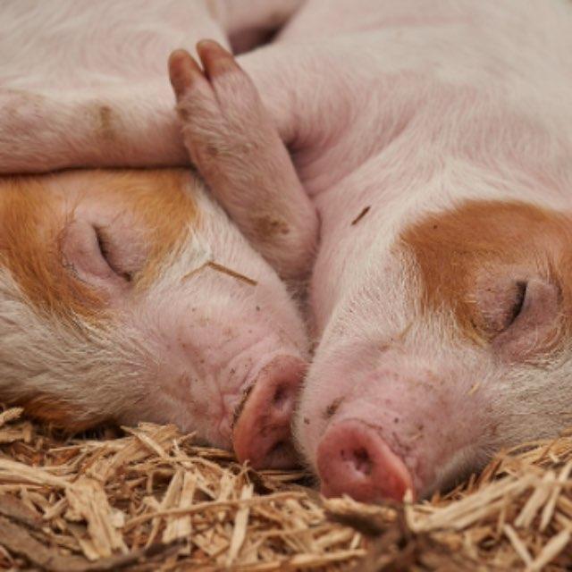 为什么猪没在进化中灭绝?