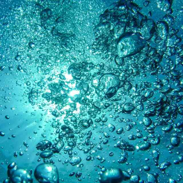 为什么海洋中动物的生物量大于植物?