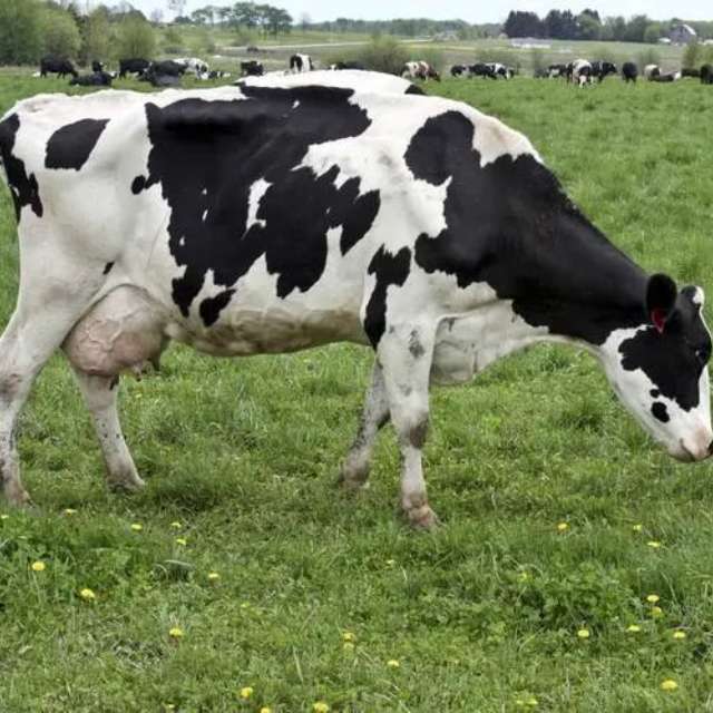 水牛奶真的是「水牛」的奶吗？为什么会比牛奶好喝？