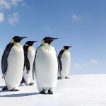 有趐膀的动物有不会飞的吗？