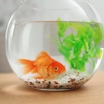 鱼是饿不死的都是撑死的，这句话是真的吗？