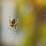 蜘蛛的八只眼睛都能看见东西吗？