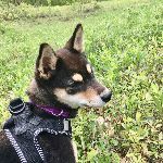 带着狗狗去户外，需要准备什么？