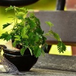 含羞草叶子闭合有什么实际作用吗？