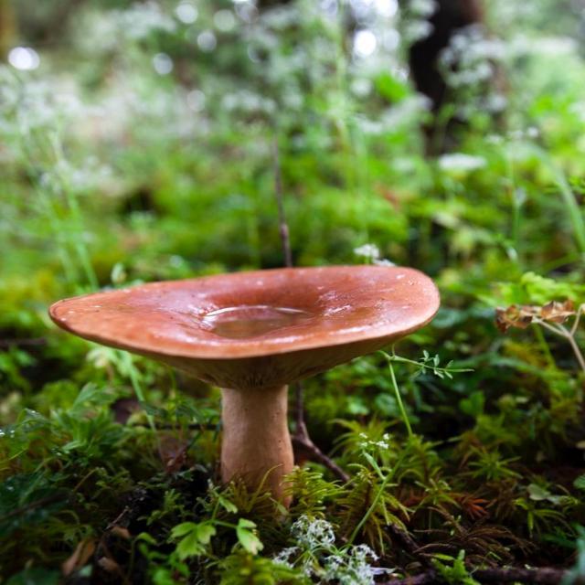 云南野生菌这么好吃吗？