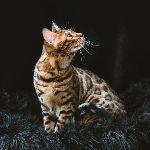 你家的猫做过哪些不可思议的事？