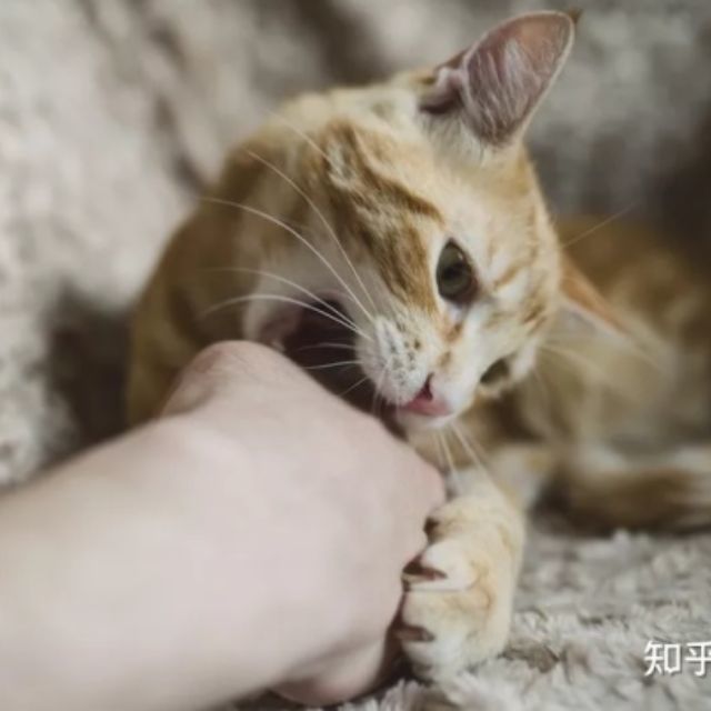 为什么猫有时候会轻轻咬我一下？