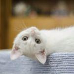 小事 · 你自己养的小动物，有哪个瞬间曾超级治愈你？