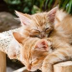 人类在猫的眼里是什么样子的？