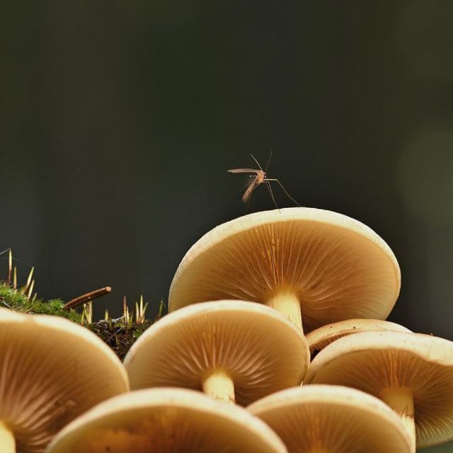 蚊子最喜欢什么血型(ABO血型)?