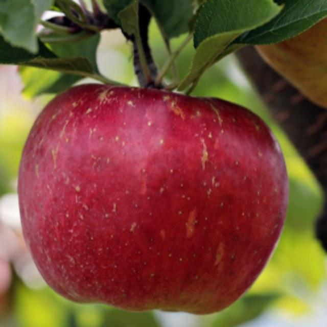 证实了希格斯玻色子，能有哪些实际的用途？