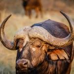 马和驴杂交能生骡子，为什么水牛和黄牛杂交生不出后代？