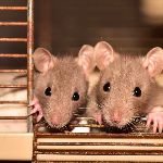 为什么南方的老鼠蟑螂蚊子等昆虫体型较大，而人类个体体型却低于北方？