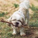 动物会像人类一样有评判食物味道的标准吗?