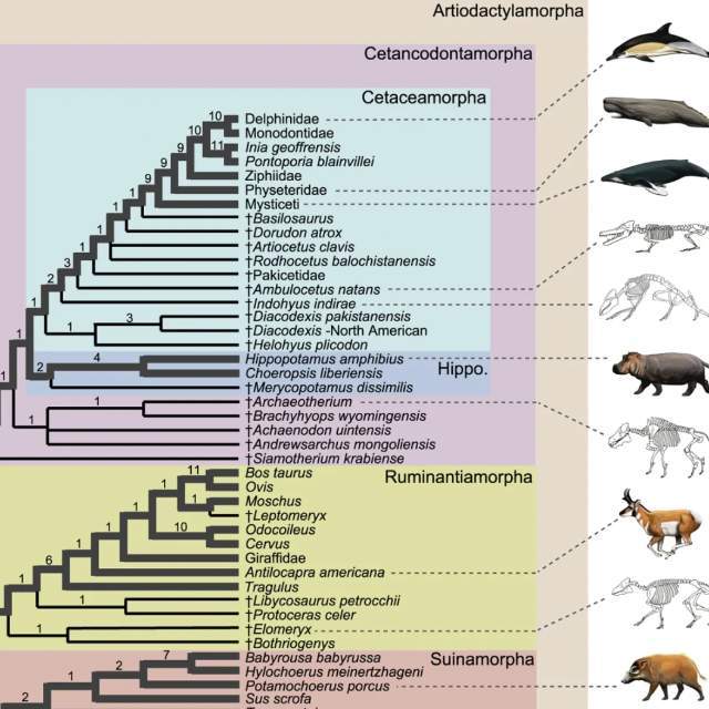 为什么把有蹄类下面的动物分成偶蹄目和奇蹄目而不是 1、2、3 蹄目?