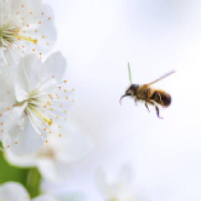为什么蜜蜂的针连着肠子，它的生物学意义是什么？