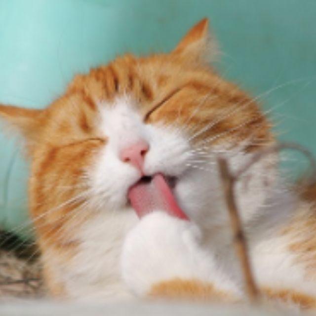 猫有哪些比较常见的肢体语言？