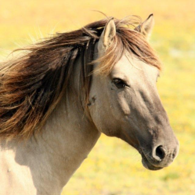 为何只有美洲的马灭绝了？