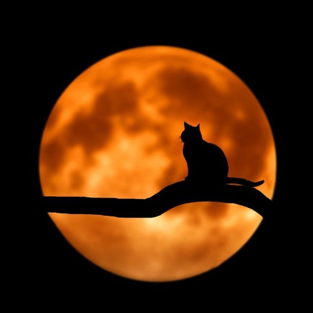 小事 · 猫临终前想要些什么?