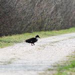 为什么鸟走路的时候边走边点头?