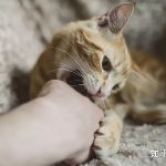 为什么猫有时候会轻轻咬我一下？