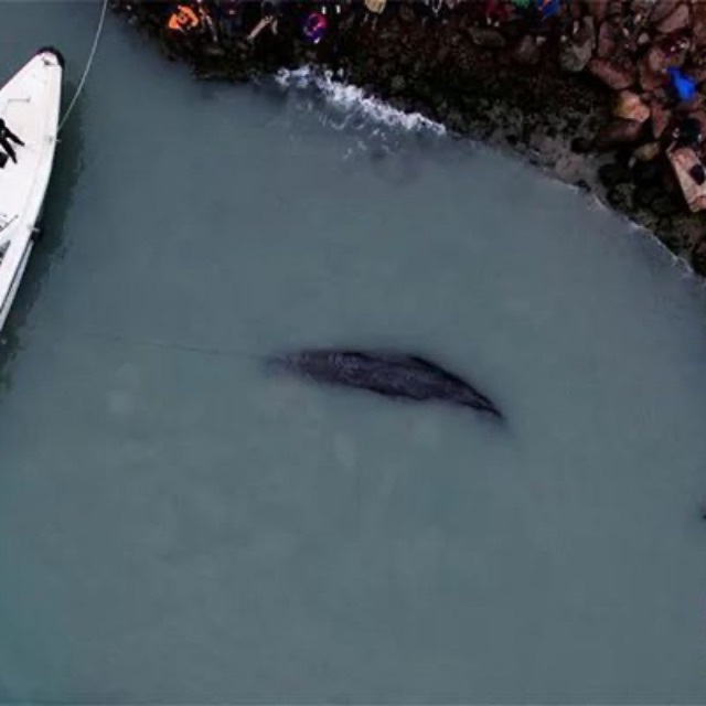 台州渔船海上发现一具抹香鲸尸体,发生了什么?是之前搁浅象山的那头吗?