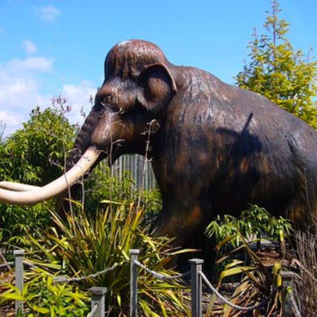 人类距离复活猛犸象、袋狼和旅鸽等灭绝动物还有多远？