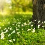 生石灰、熟石灰、消石灰、石灰石、石灰乳、石灰水、碱石灰 都有什么区别？