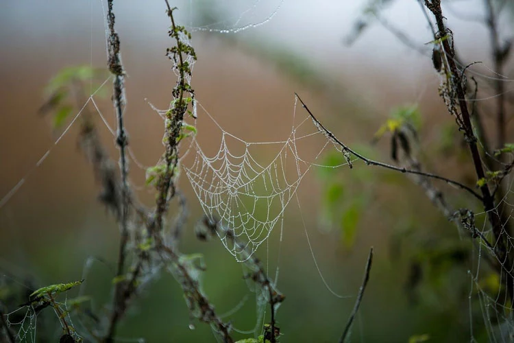 Spider web covered with small drops of water